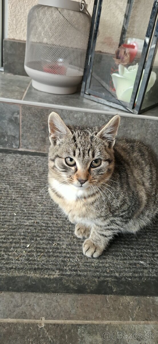 Darujem mačiatk - 3