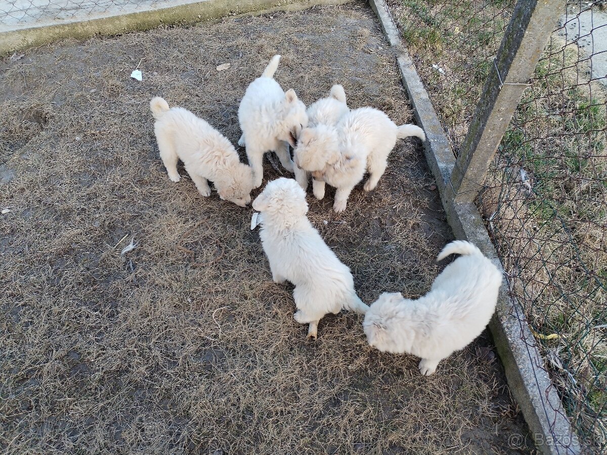 Slovenský čuvač - šteniatka - 3