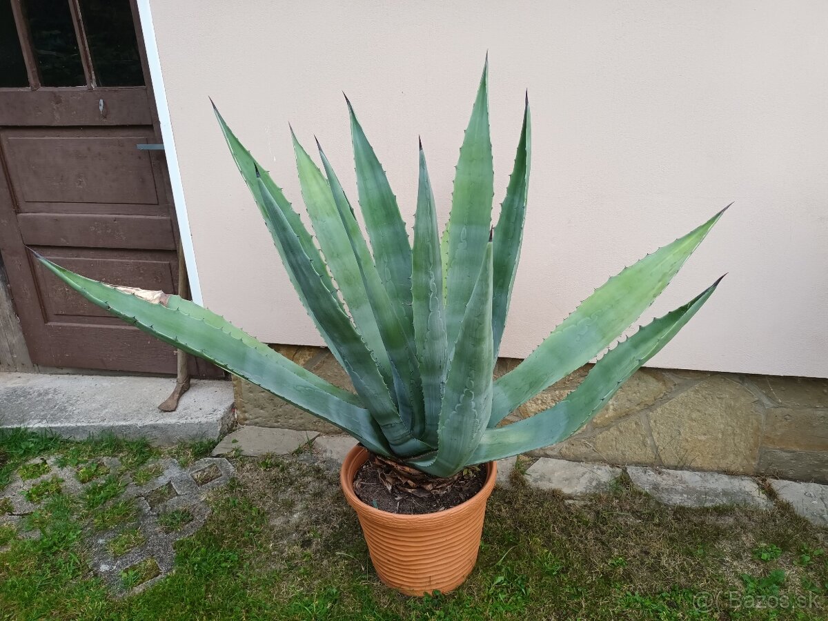 Agave americká - 3