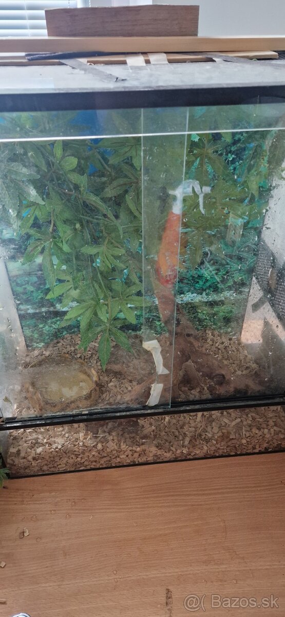 Užovky plus teraria na predaj - 3