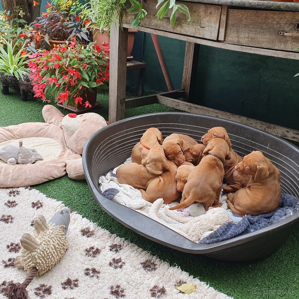 Maďarská vyžla s PP - 3