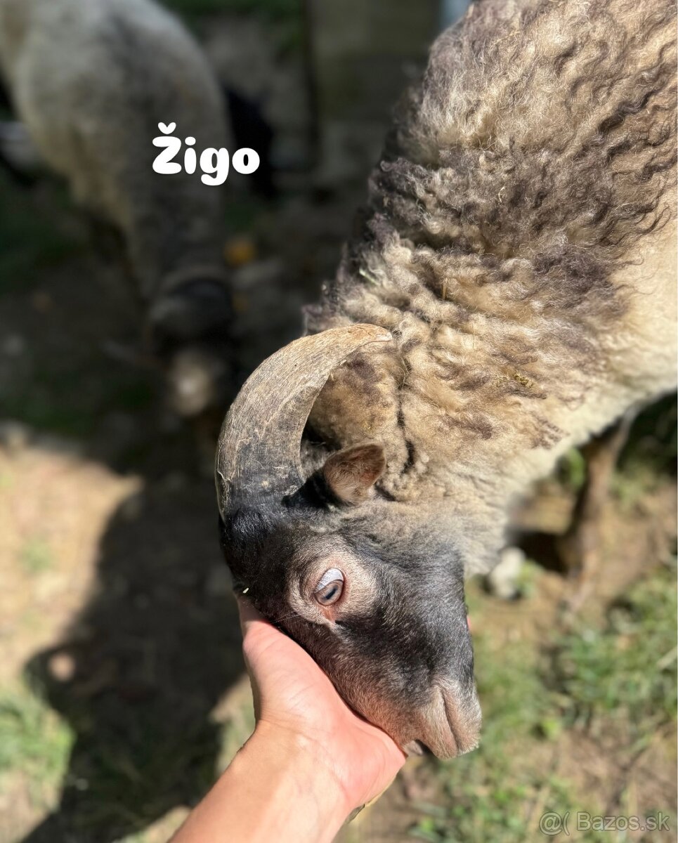 Predáme 3 po dohode kastrovanych mini baranov do chovu. - 3