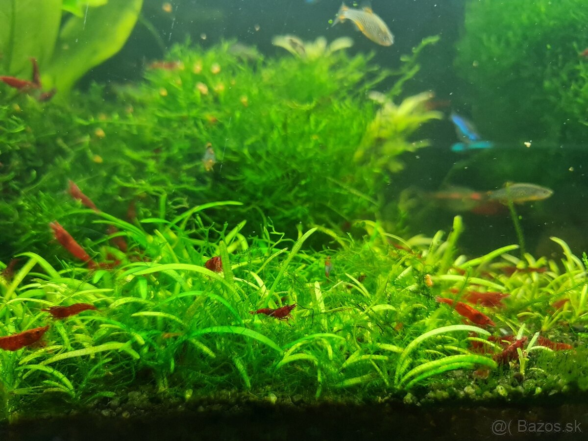 Krevetky Bloody mary - 3