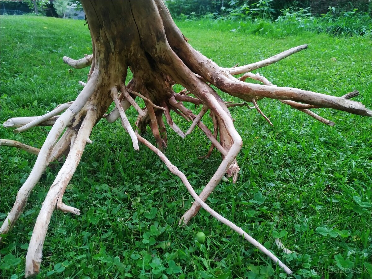 predam koren do akvaria - 3