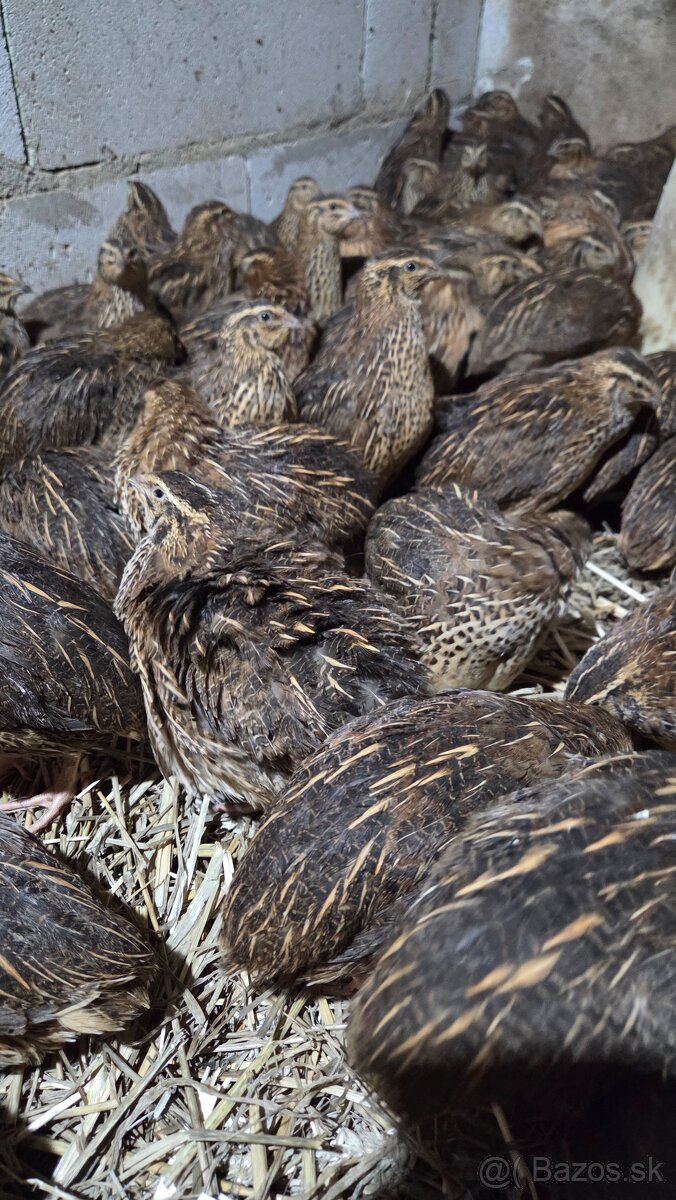 Japonské prepelice Faraon - 3