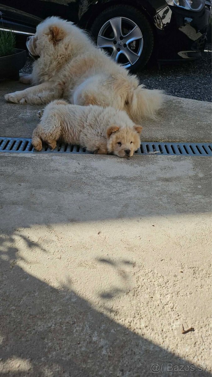 Chow Chow - 3