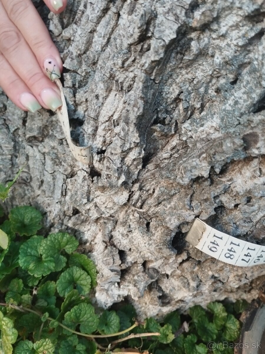 Predám kmeň orecha - 3