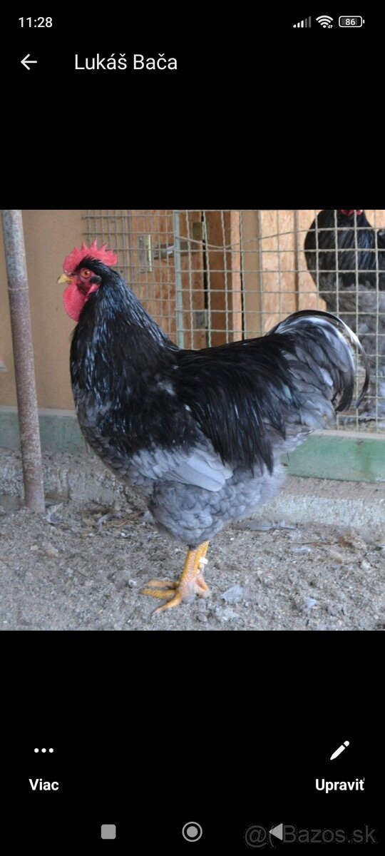 Plymutka modrá kohút . - 3