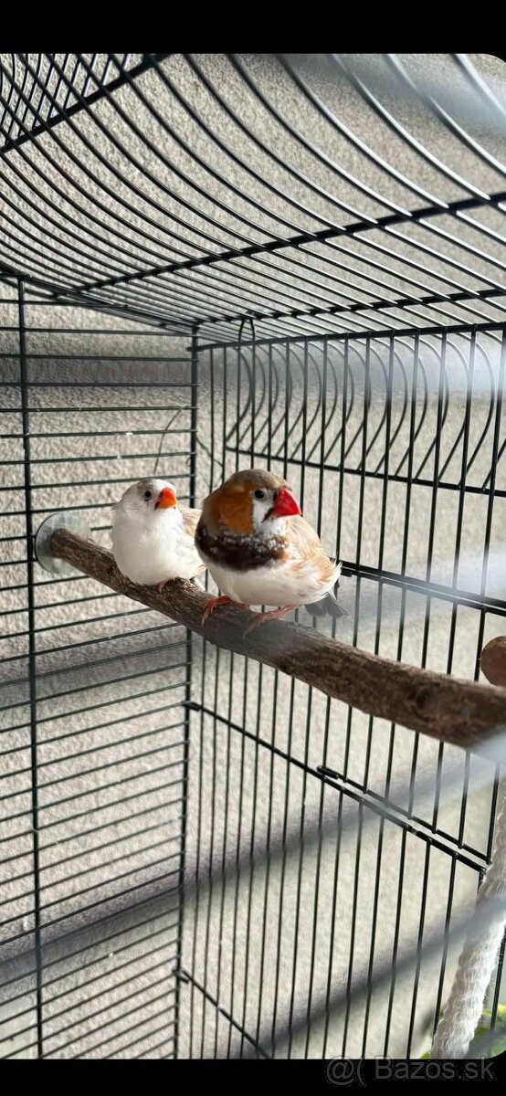 Elegantná retro klietka + ZEBRIČKY 2ks - 3