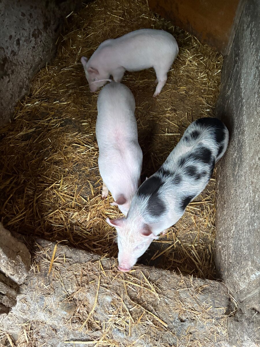 Predam odstavcata - 3