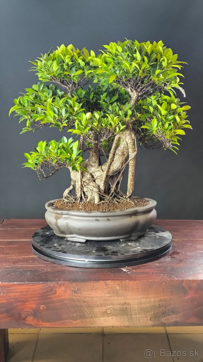 Bonsaje Ficus - 3
