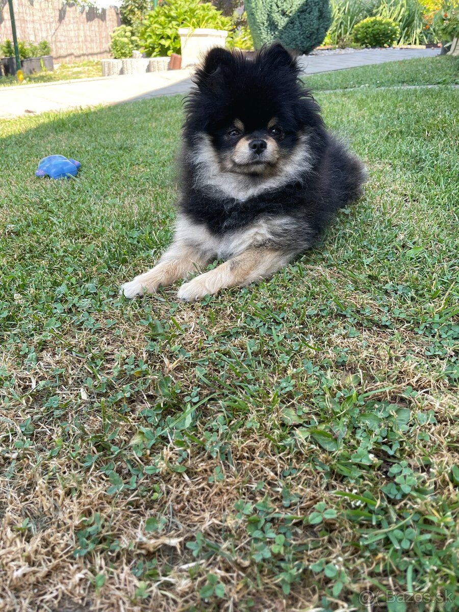 Pomeranian na krytie - 3