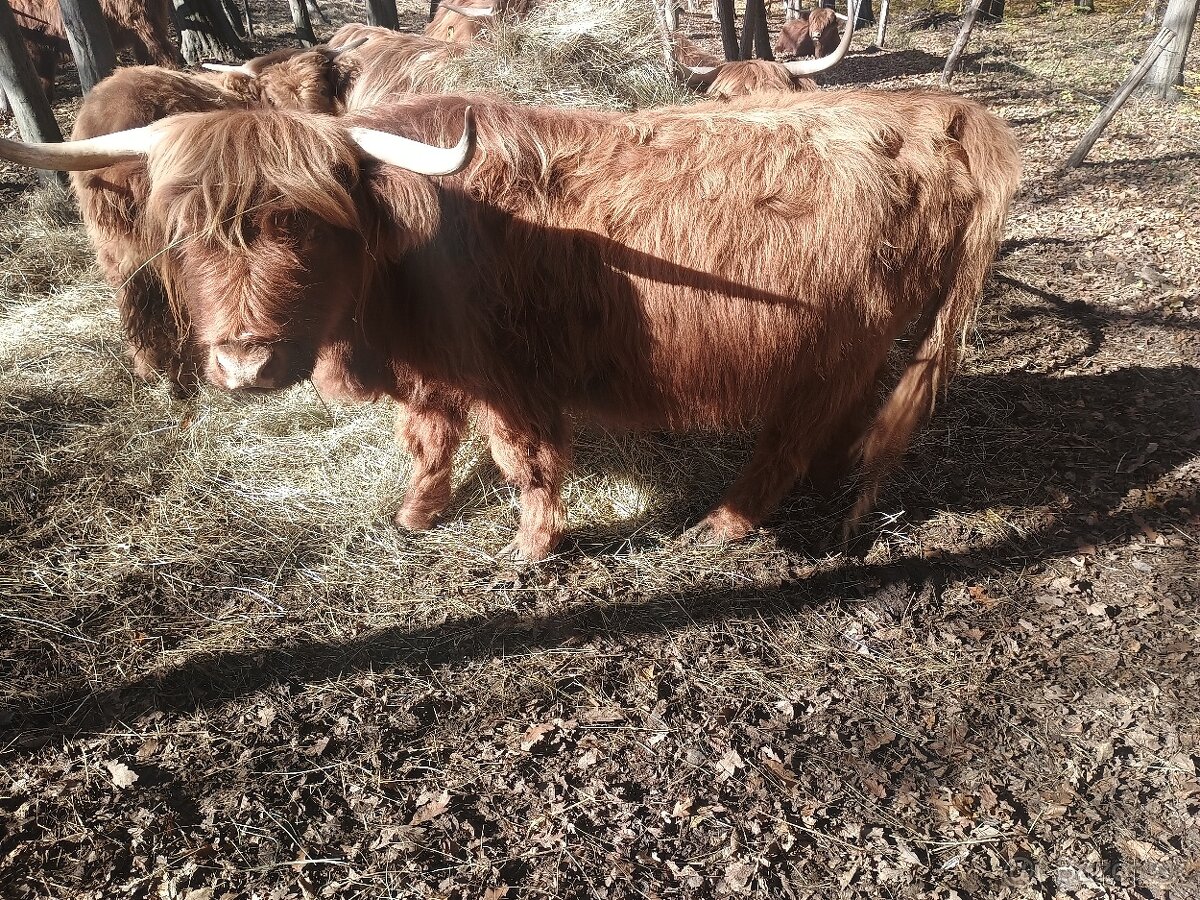 highland skotsky nahorny dobytok - 3