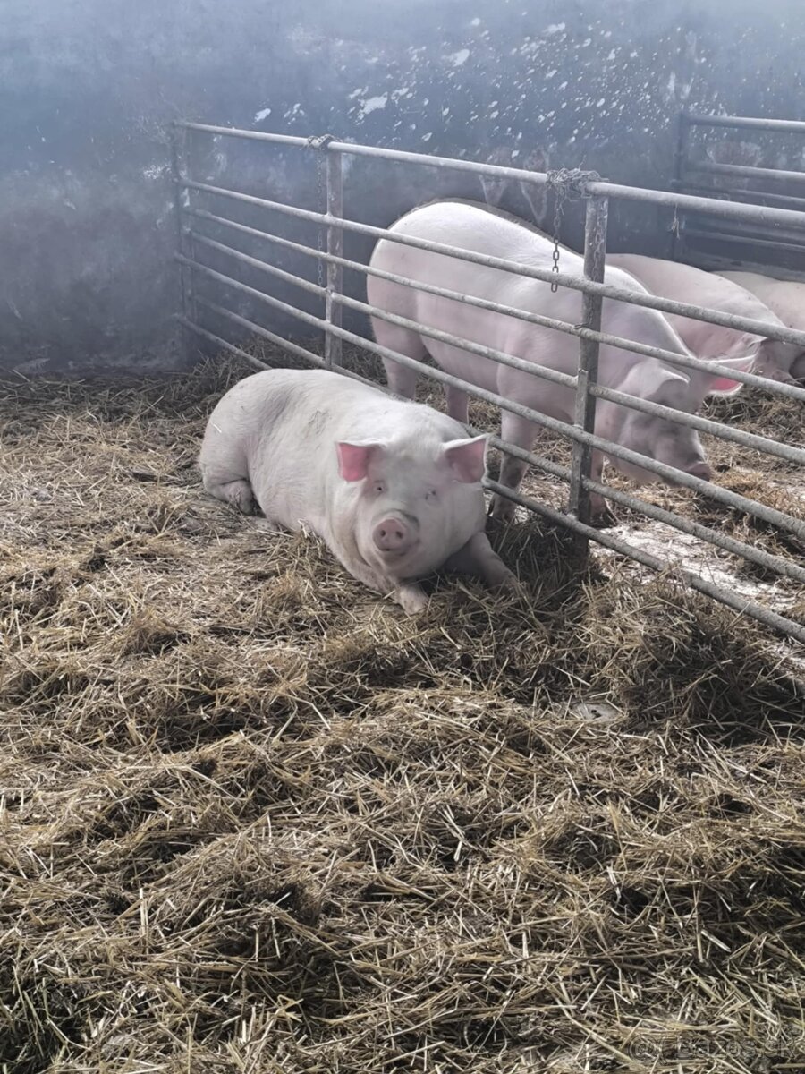 Predám jatočné ošípané/ Hízó malac eladó - 3