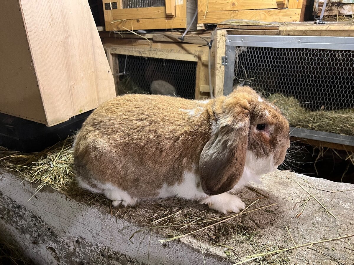 Francuzsky baran - 3