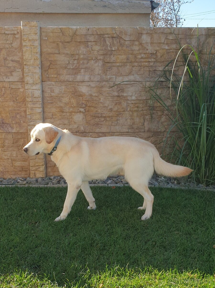 Biely Labrador - 3