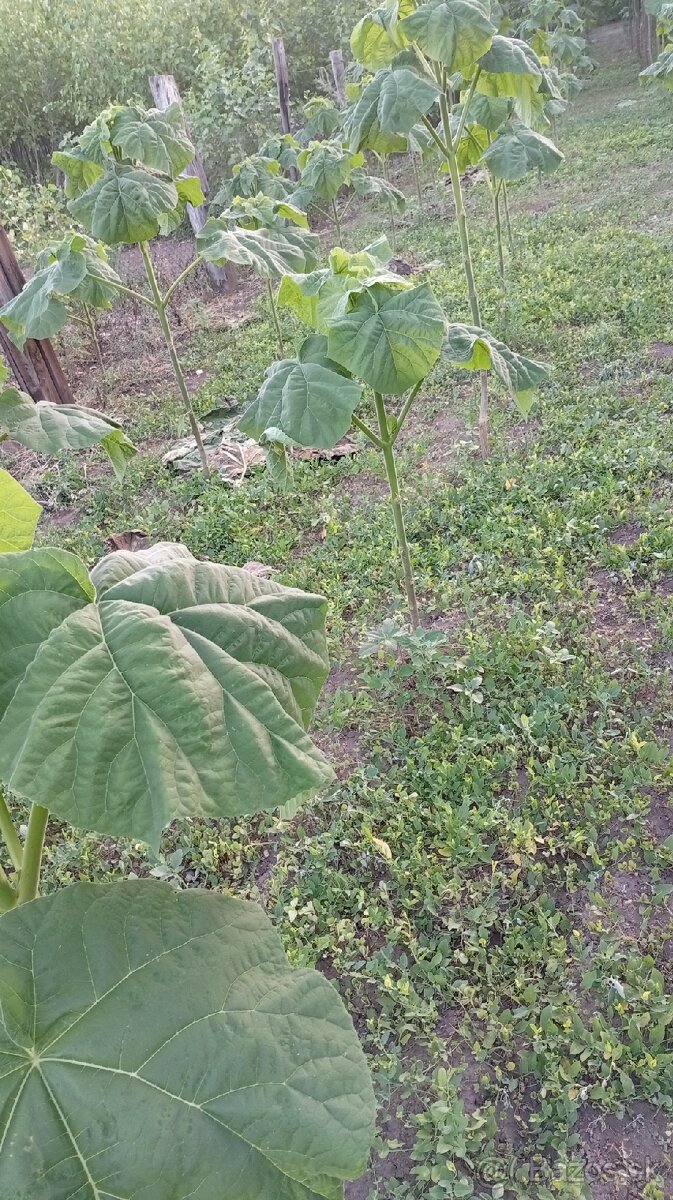 Paulownia Tomentosa - 3