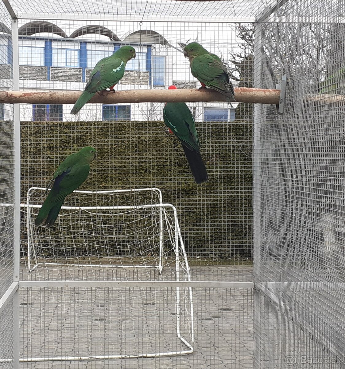 Papagáj kráľovský - 3