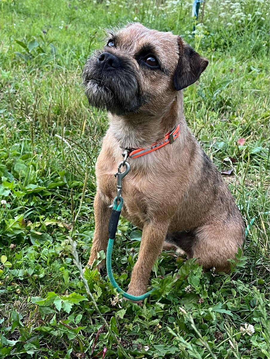 Border terrier - 3