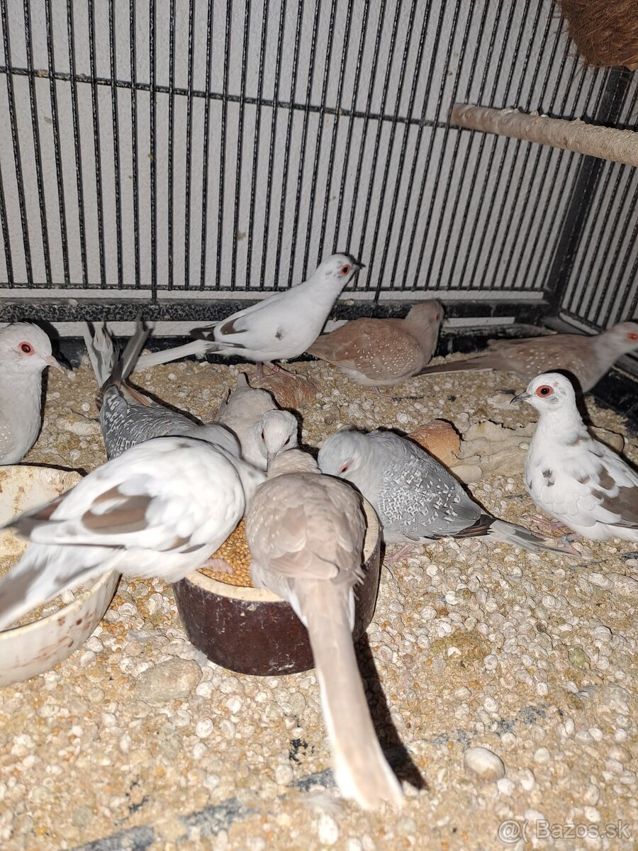 Diamantové holubky - 3