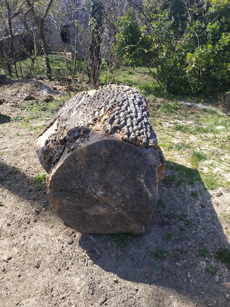 Kmeň stromu - 3