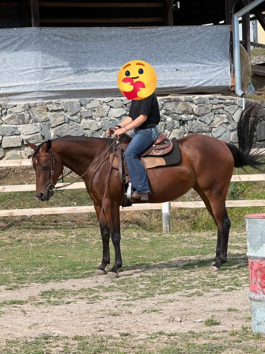 Quarter horse - 3