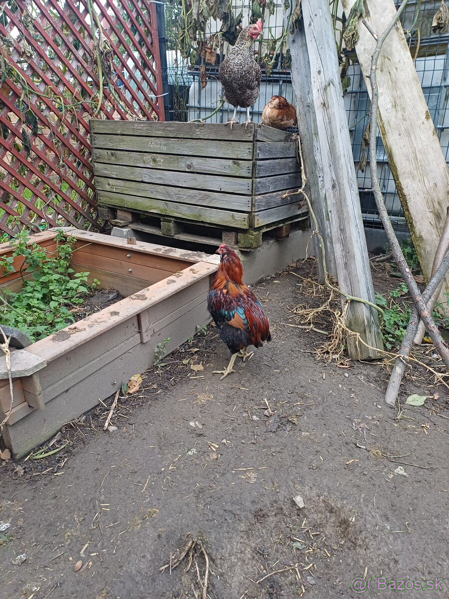 Kohúty araucana a cream legbar - 3