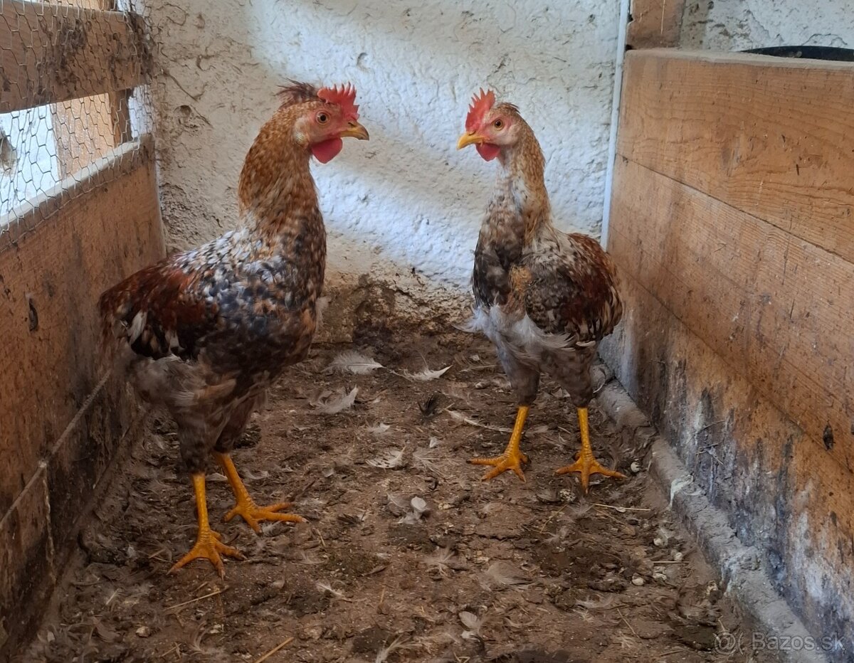 Mladé kohúty a sliepky - 3