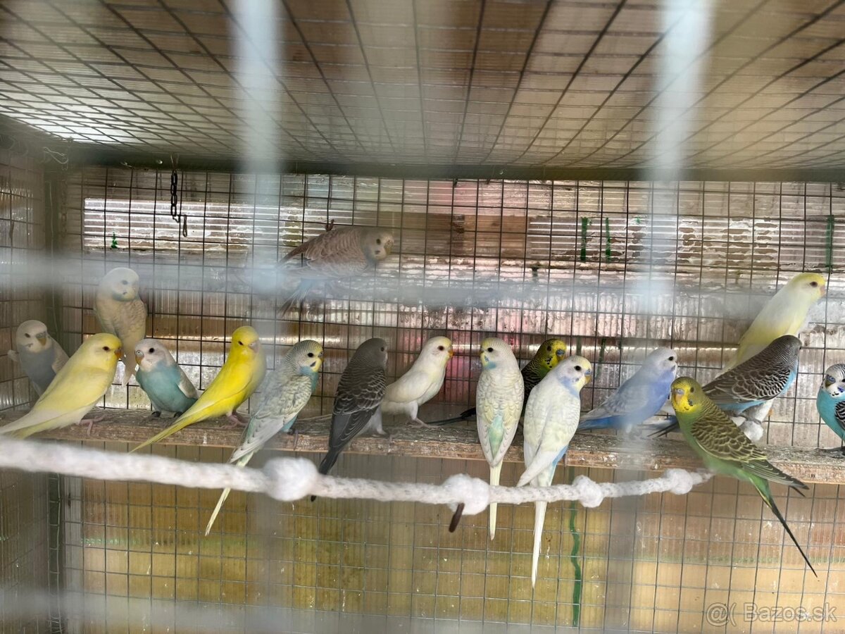 Andulky, korely, agapornis fischer - 3