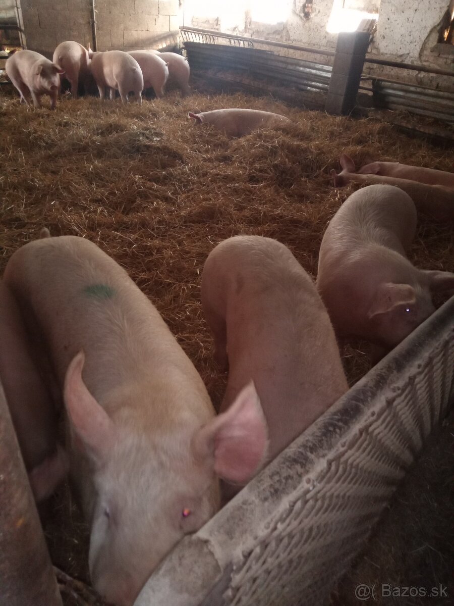 Predám ošípané - 3