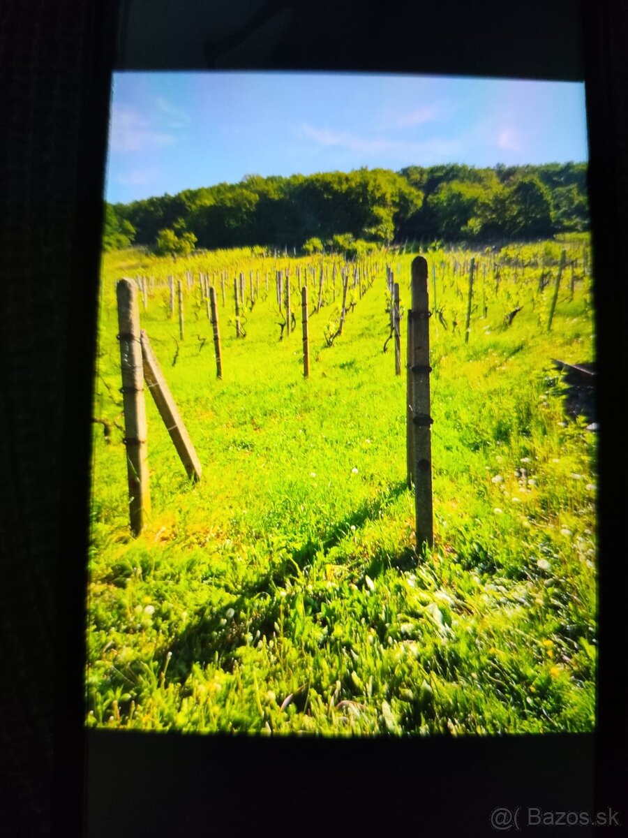 VINICA V TOKAJSKEJ OBLASTI - 3