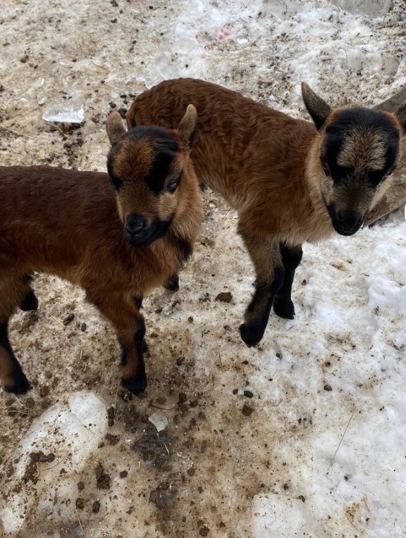 Kamerunský baran - 3