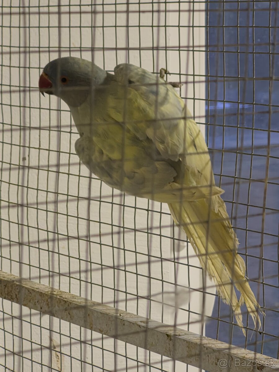 Alexander malý. - 3