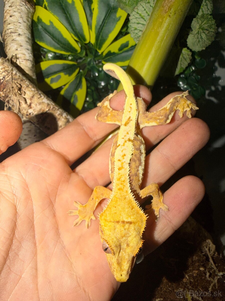 Terárium + Pagekon - 3