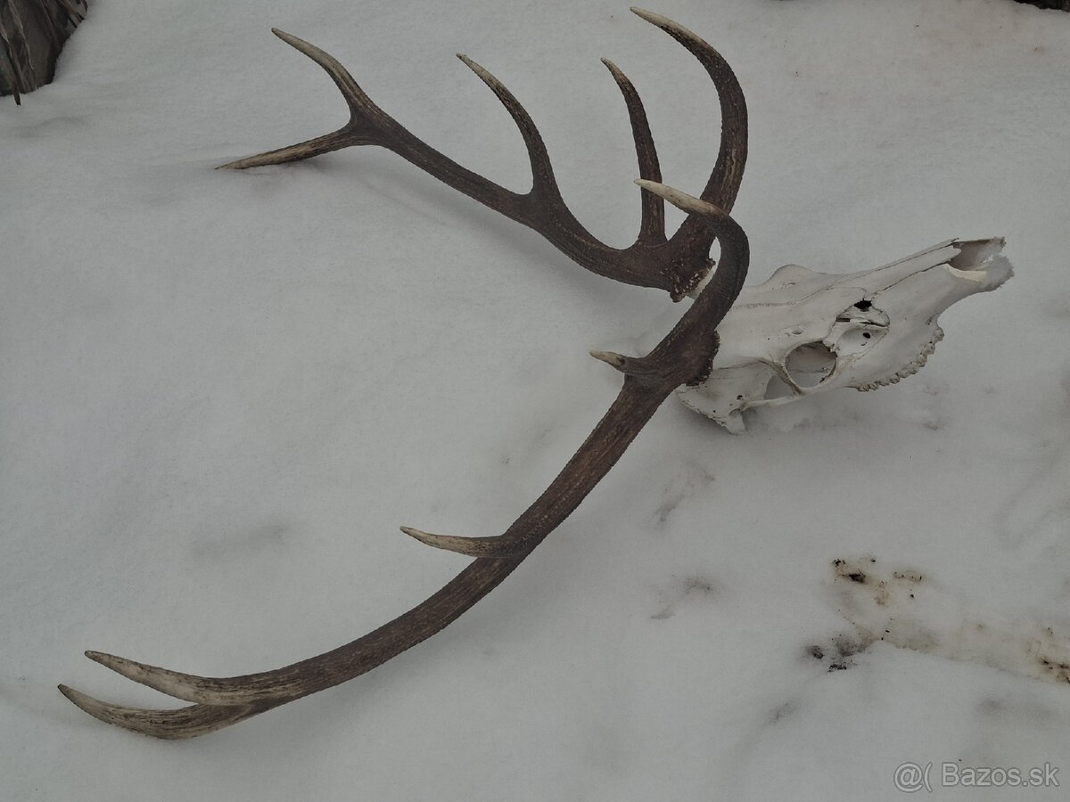 Trofej, parohy, zhody,dekoracia - 3