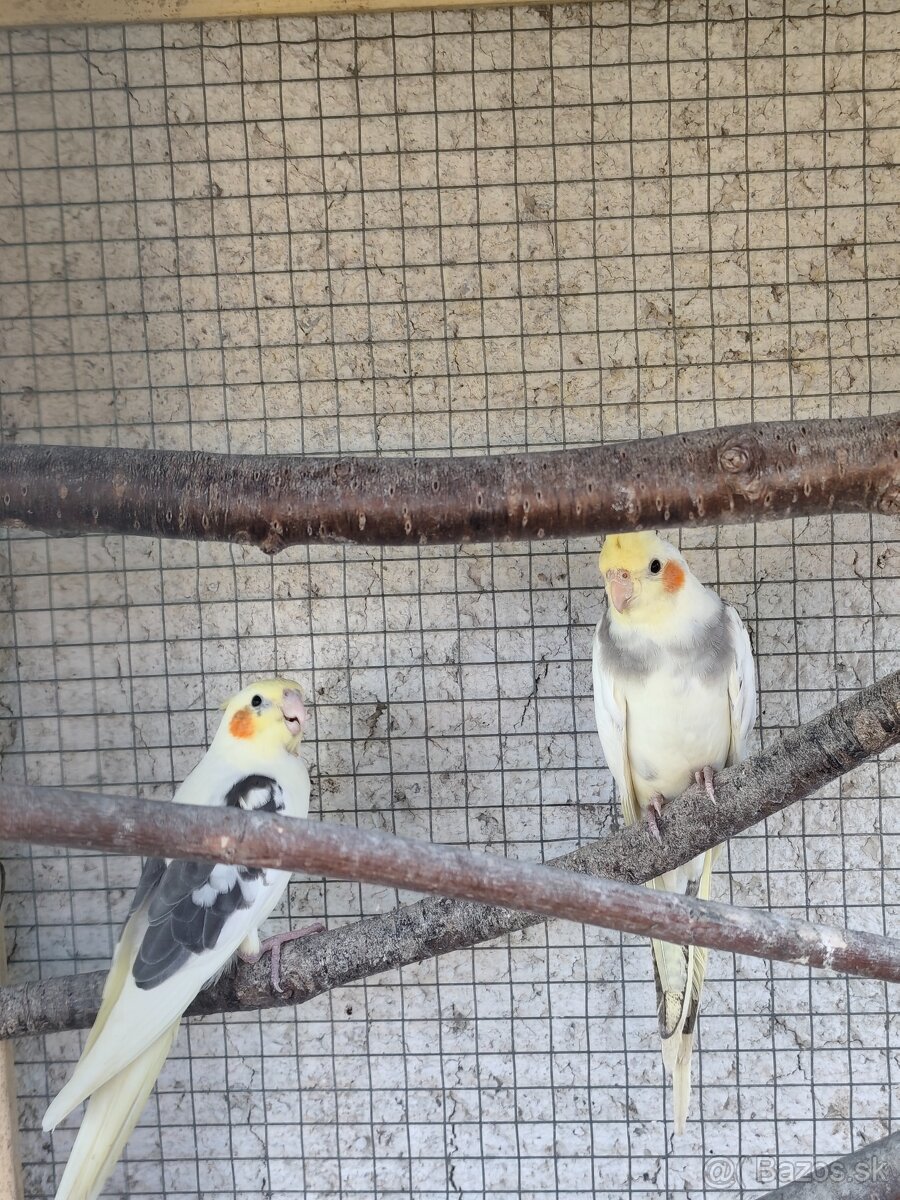 Korela chocholata - 3