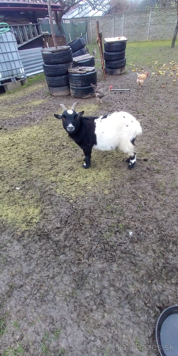 Holandský capko kastrovany 2 ročný - 3