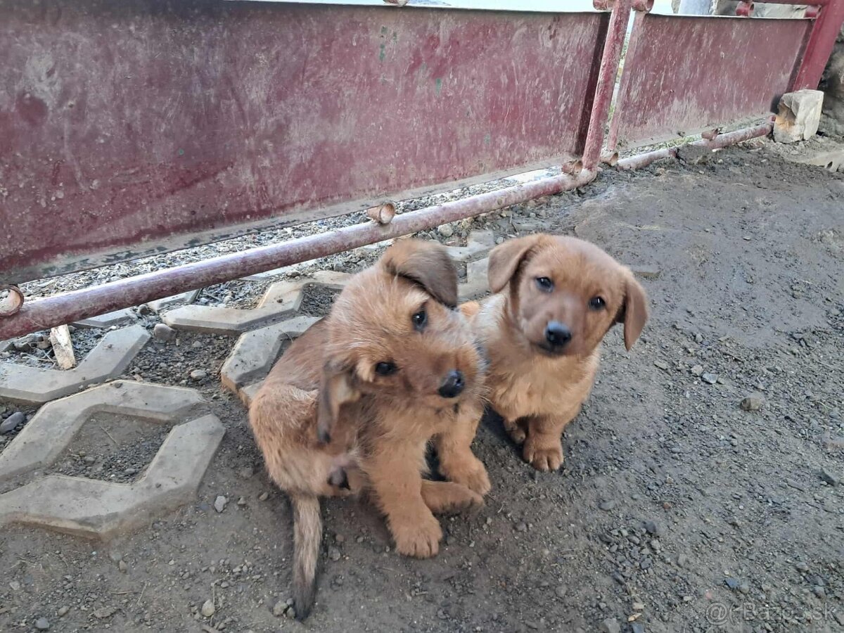 Predám šteniatka jazvečíka - 3