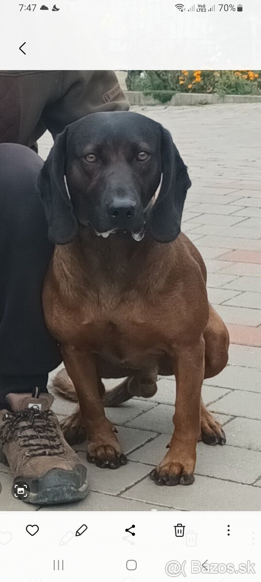 Bavorský farbiar - 3