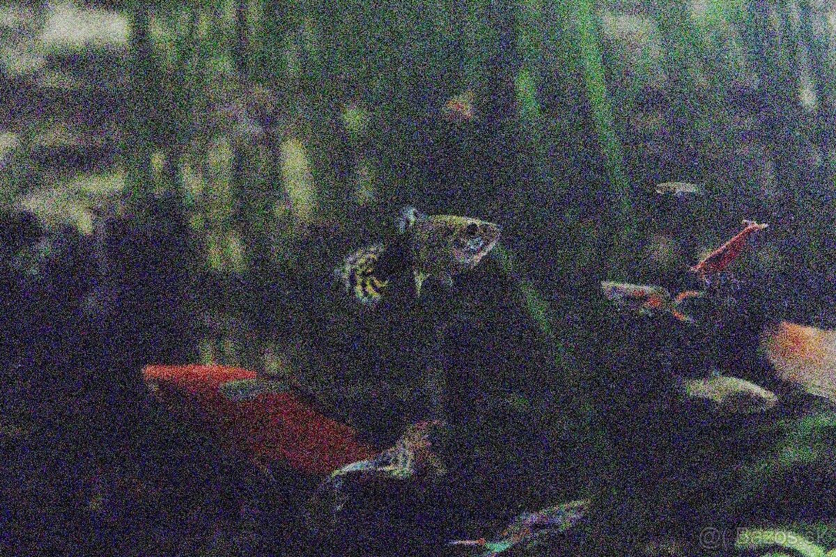 Predám Gupky Endlerove - 3