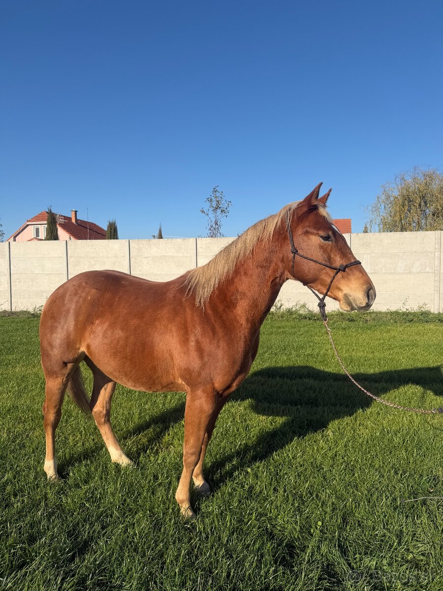 Predám QH žrebca - 3