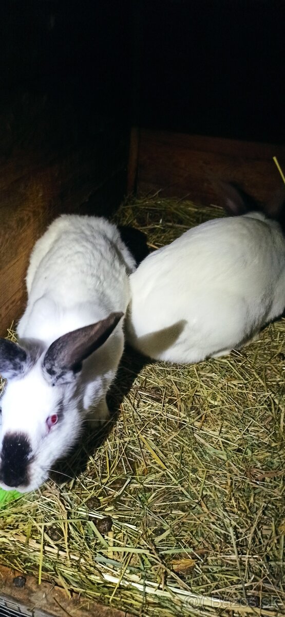 Predám králiky 4 mesačne - 3