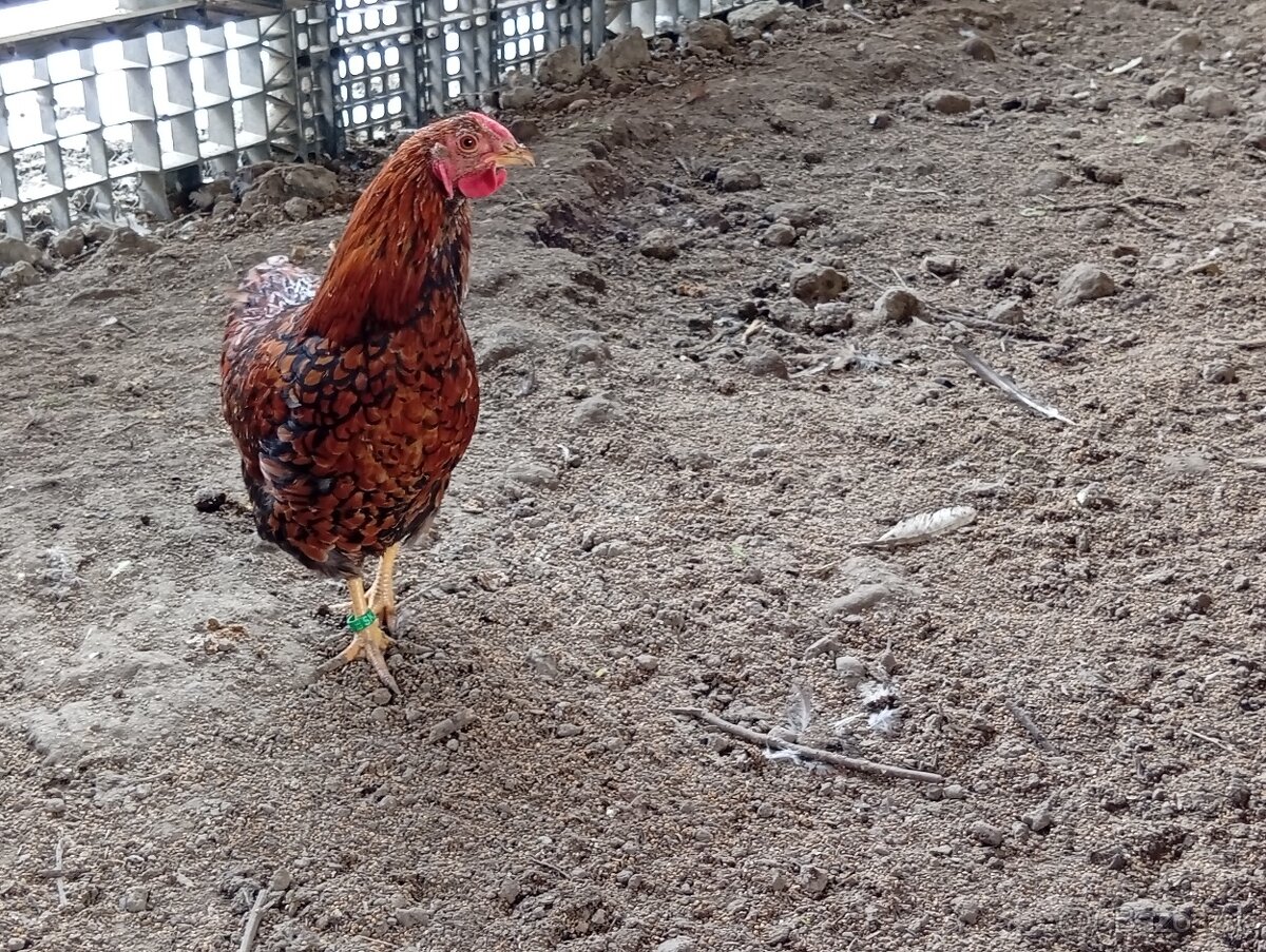 Wyandotka zdrobnela. - 3