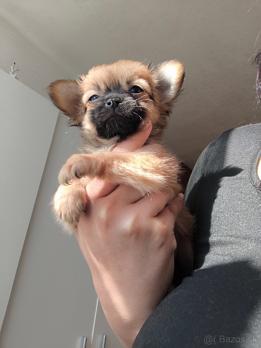 Čivava dlhosrsta šteniatka - 3