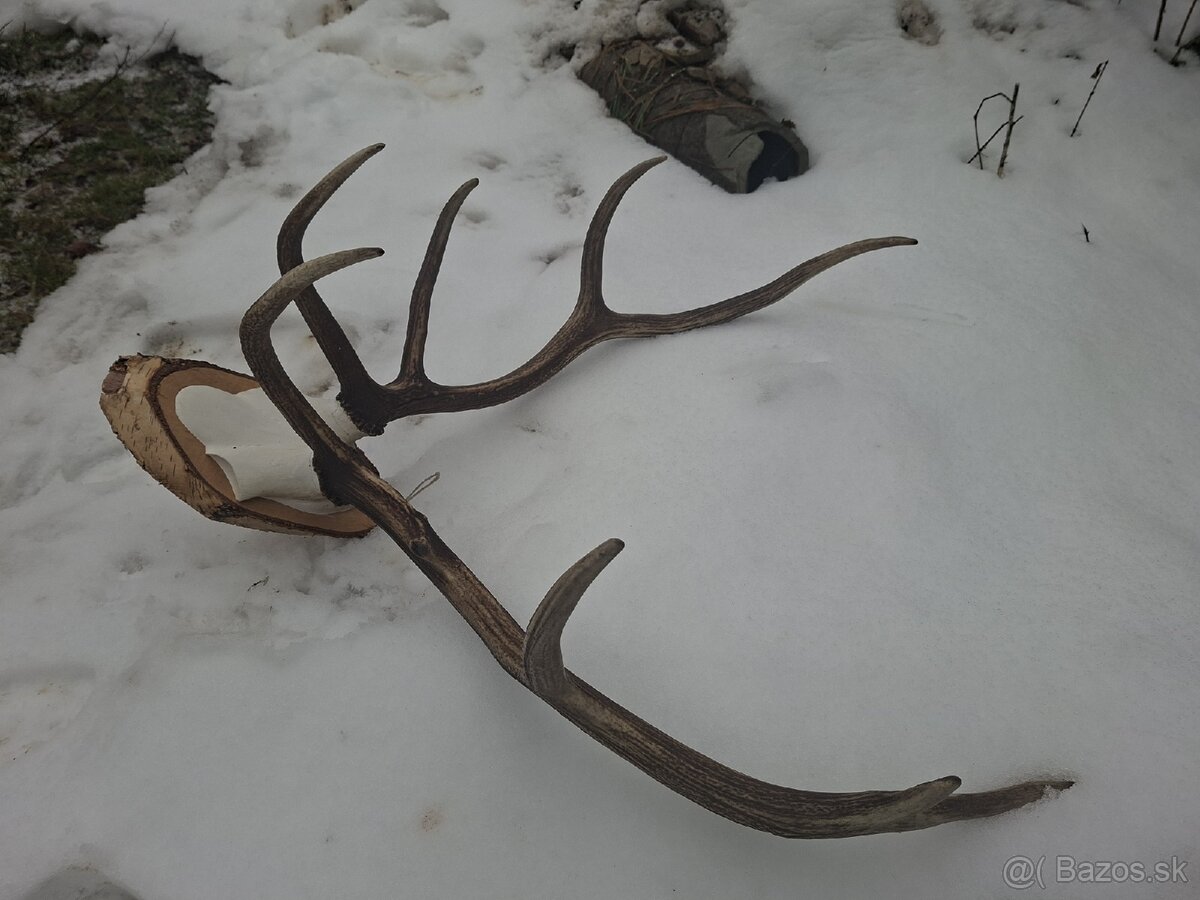 Parohy,zhody,trofej,dekoracia - 3