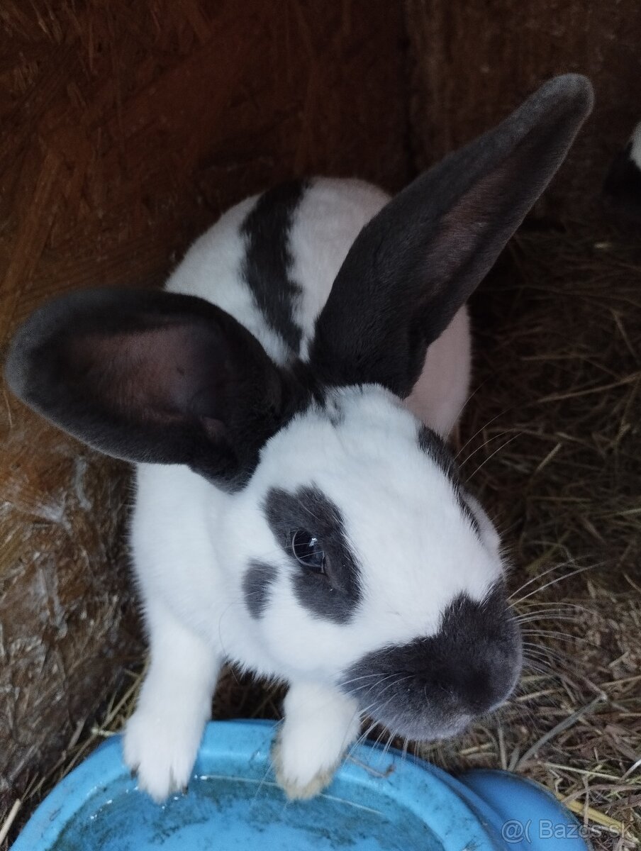 Český strakac - Č.S - 3