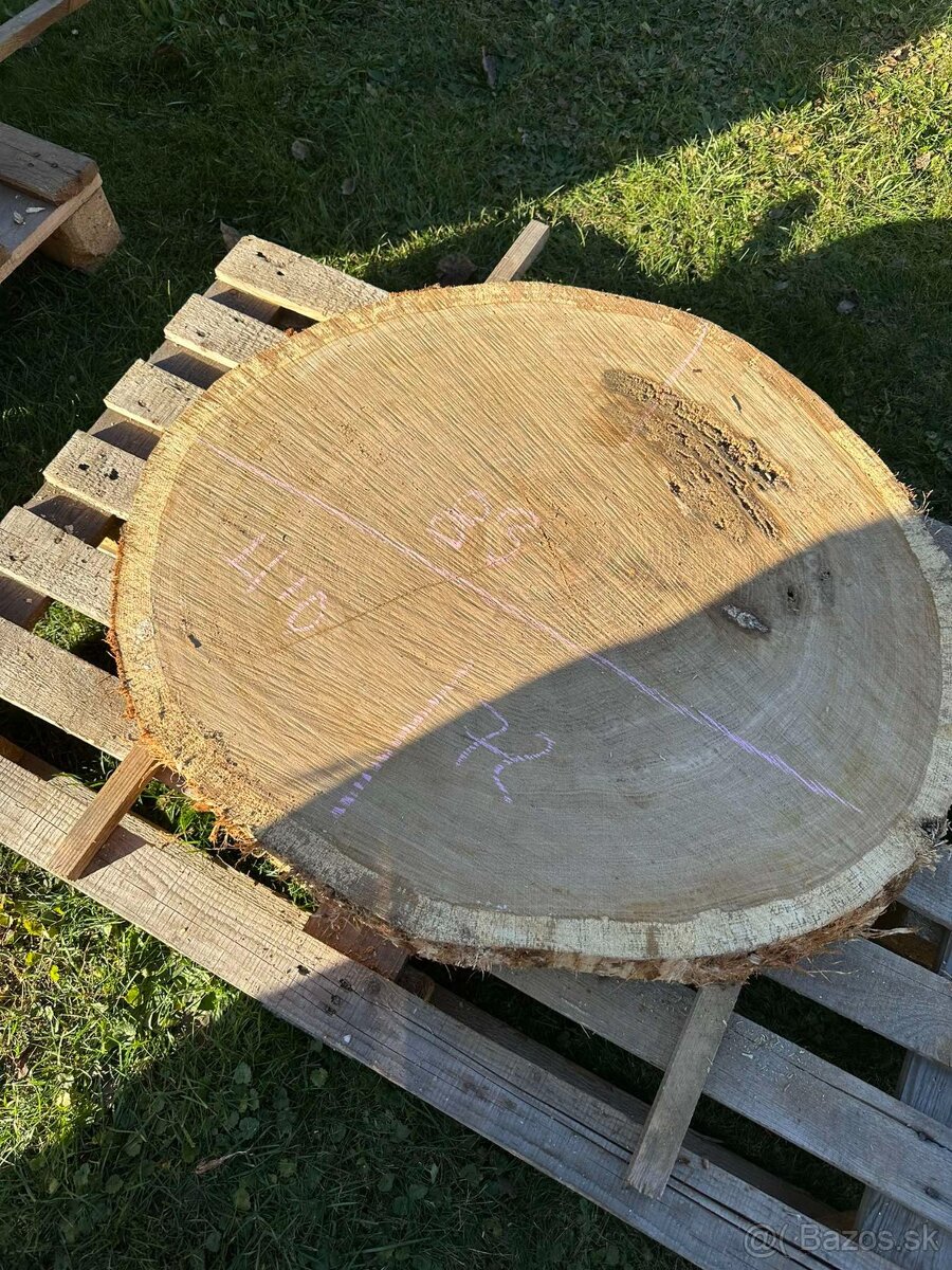 Vysušené dubové koláče / priečne rezy, dub - 3