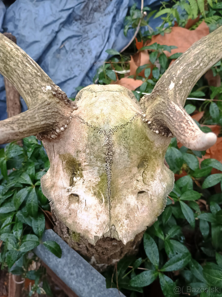 Parohy, zhody, trofej - aj výmena za včelársku literatúru - 3