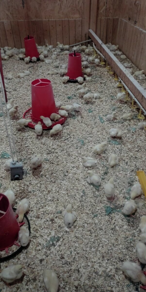 Brojlerové kurčatá - 3