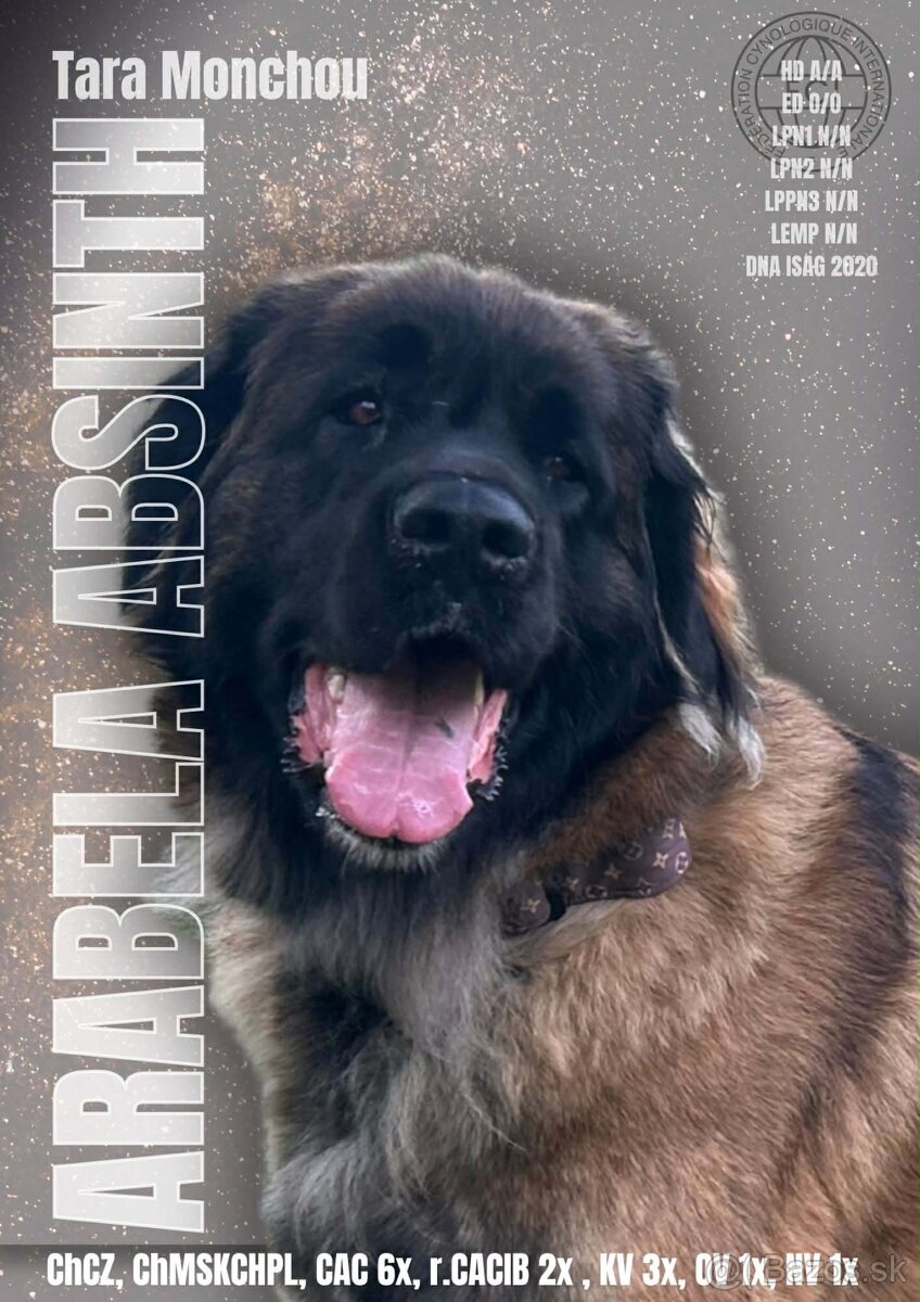 Leonberger - 3